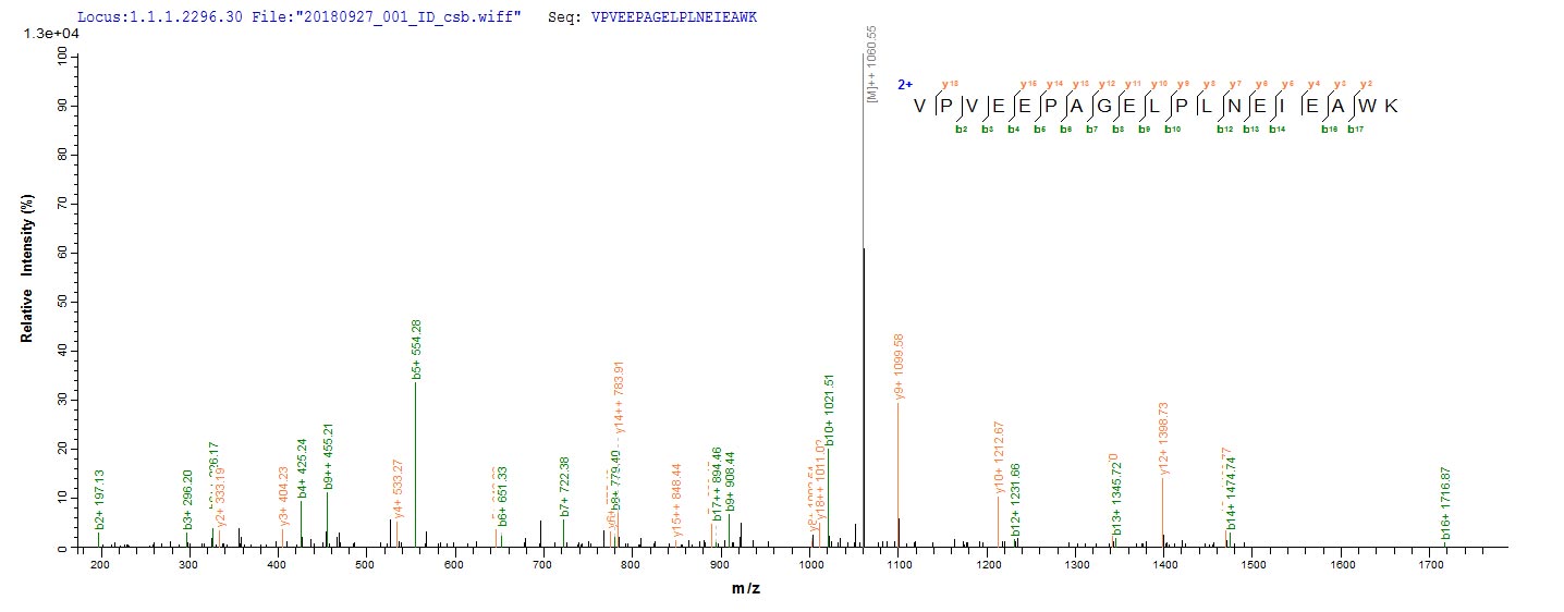 Based on the SEQUEST from database of E.coli host and target protein, the LC-MS/MS Analysis result of CSB-CF018146MO could indicate that this peptide derived from E.coli-expressed Recombinant Mouse Phospholipase D3(Pld3) Pld3. Based on the SEQUEST from database of E.coli host and target protein, the LC-MS/MS Analysis result of CSB-CF018146MO could indicate that this peptide derived from E.coli-expressed Recombinant Mouse Phospholipase D3(Pld3) Pld3.