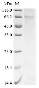 Recombinant Mouse Parathyroid hormone/parathyroid hormone-related peptide receptor (Pth1r) - image 1