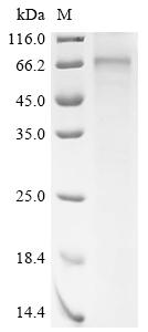 Recombinant Rat Parathyroid hormone/parathyroid hormone-related peptide receptor (Pth1r) - image 1