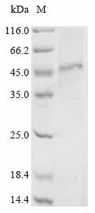 Recombinant Human Pyroglutamylated RF-amide peptide receptor (QRFPR) - image 1