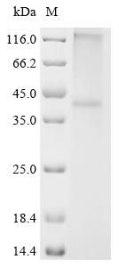 Recombinant Mouse Sphingosine 1-phosphate receptor 2 (S1pr2) - image 1