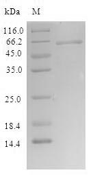 SDS-PAGE- Recombinant protein Human SLFN12