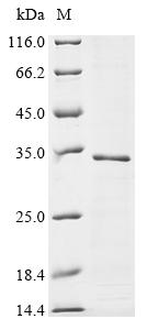 Recombinant Rat Synaptoporin (Synpr) - image 1