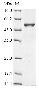 Recombinant Rat Synaptotagmin-1 (Syt1) - image 1