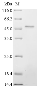 Recombinant Rat Synaptotagmin-12 (Syt12) - image 1