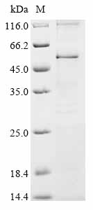 Recombinant Rat Synaptotagmin-2 (Syt2) - image 1