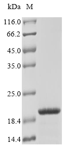 Recombinant Mouse Translocator protein (Tspo) - image 1