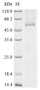 Recombinant Human UDP-glucuronosyltransferase 1A5 (UGT1A5) - image 1