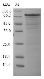 SDS-PAGE- Recombinant protein Rice LOC_Os11g32100