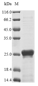 Recombinant Gorilla gorilla gorilla Fibroblast growth factor - image 1