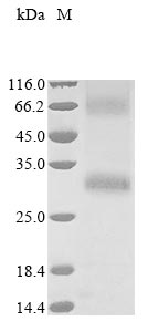 Recombinant Human Olfactory receptor 5AL1 (OR5AL1) - image 1