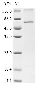 Recombinant Epstein-Barr virus Protein BDLF2 (BDLF2) - image 1