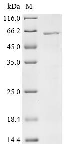 Recombinant Orientia tsutsugamushi 56 kDa type-specific antigen - image 1