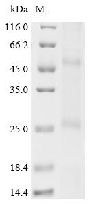 Recombinant Methanobacterium formicicum Probable formate transporter (fdhC) - image 1