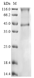 Recombinant Human RHCE (RhCE) - image 1