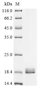 Recombinant Sesamum indicum Oleosin L - image 1