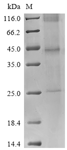 Recombinant Vaccinia virus B5R (B5R) - image 1