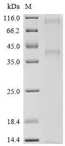 Recombinant Vaccinia virus B5R (B5R) - image 1