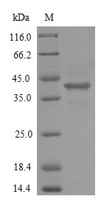 Recombinant Human Atypical chemokine receptor 1 (ACKR1) (Active) - image 3