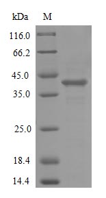 CSB-CF624105HU-SDS