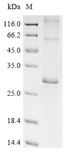Recombinant Mouse E3 ubiquitin-protein ligase MARCH5 (Marchf5) - image 1