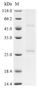 Recombinant Rat Uroplakin-1b (Upk1b) - image 1