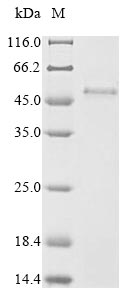 CSB-CF721905HU SDS