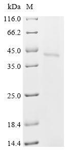 Recombinant Bovine respiratory syncytial virus Major surface glycoprotein G (G) - image 1