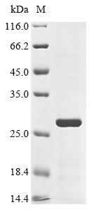 Recombinant Dog Apoptosis regulator Bcl-2 (BCL2) - image 1