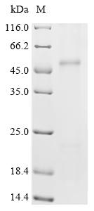 Recombinant Mouse Metal cation symporter ZIP14 (Slc39a14) - image 1