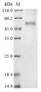 Recombinant Bovine Gap junction delta-2 protein (GJD2) - image 1