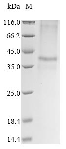 Recombinant Mouse Zinc transporter 8 (Slc30a8) - image 1