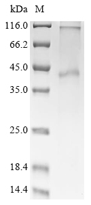 Recombinant Human Mas-related G-protein coupled receptor member X2 (MRGPRX2) - image 1