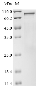 Recombinant Mouse Transmembrane channel-like protein 1 (Tmc1) - image 1