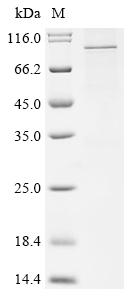 Recombinant Human Transient receptor potential cation channel subfamily V member 3 (TRPV3) - image 1