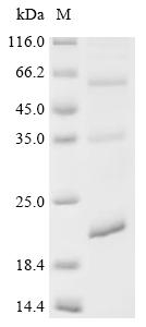Recombinant Human Ninjurin-1 (NINJ1) - image 1