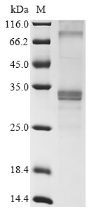 Recombinant Mouse Membrane-spanning 4-domains subfamily A member 6D (Ms4a6d) - image 1
