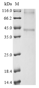 Recombinant Mouse P2Y purinoceptor 12 (P2ry12) - image 1
