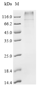 Recombinant Pig Potassium voltage-gated channel subfamily KQT member 1 (KCNQ1) - image 1
