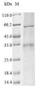 Recombinant Human Olfactory receptor 5V1 (OR5V1) - image 1