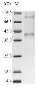 Recombinant Human Opsin-3 (OPN3) - image 1