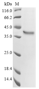 Recombinant Human G-protein coupled receptor 62 (GPR62) - image 1