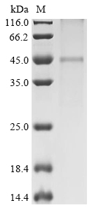 Recombinant Mouse ATP-sensitive inward rectifier potassium channel 10 (Kcnj10) - image 1