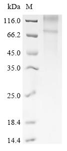 Recombinant Human Frizzled-3 (FZD3) - image 1