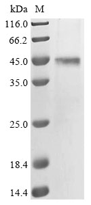 Recombinant Human Inward rectifier potassium channel 16 (KCNJ16) - image 1