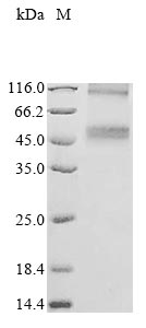 CSB-CF892171HU(A4)