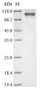 Recombinant Rat Transient receptor potential cation channel subfamily V member 2 (Trpv2) - image 1