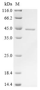 Recombinant Bovine Alpha-actinin-4 (ACTN4) , partial - image 1