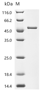 Recombinant Mouse Adenosine deaminase (Ada) - image 1