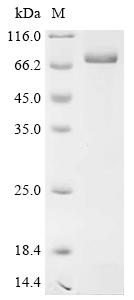 Recombinant Rat Alpha-fetoprotein (Afp) - image 1